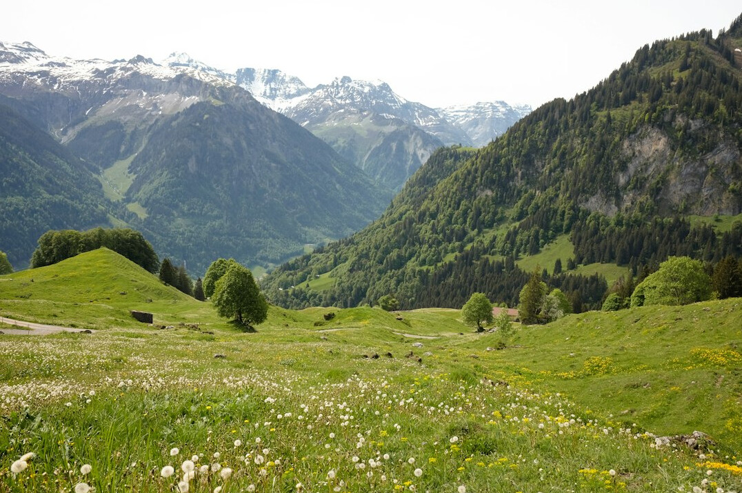 pristine alpine meadow